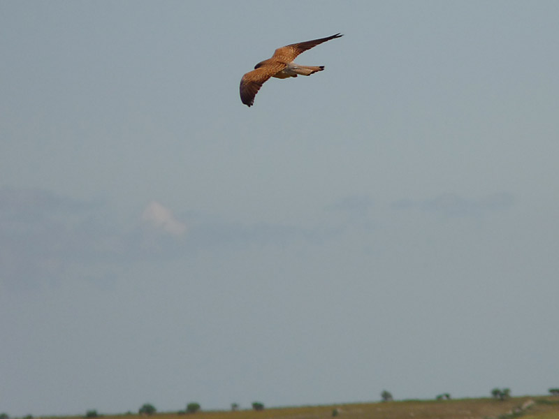 Il Falco Grillaio